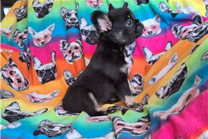 Jillian - French Bulldog for sale
