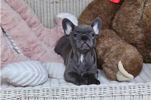 Sarah - French Bulldog for sale
