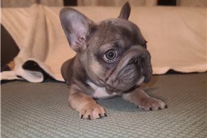 Betty - French Bulldog for sale