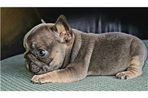 Betty - French Bulldog for sale
