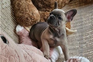 Sully - French Bulldog for sale