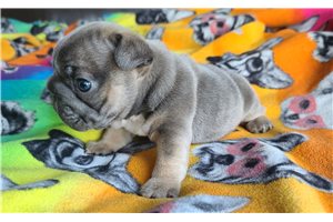 Betty - French Bulldog for sale