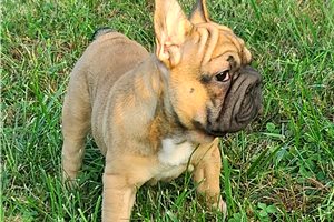 Bianca - French Bulldog for sale