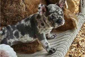 Sophie - French Bulldog for sale