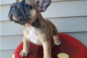 Bianca - French Bulldog for sale