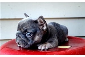 Betty - French Bulldog for sale