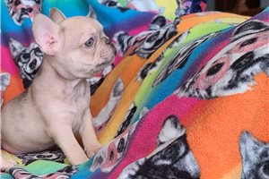 Jonathan - French Bulldog for sale