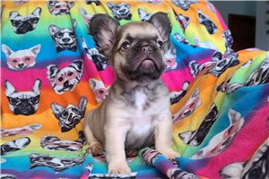 Jiminy - French Bulldog for sale