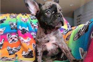 Jackson - French Bulldog for sale
