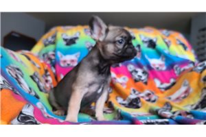 Jacey - French Bulldog for sale