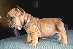 Bianca - French Bulldog for sale