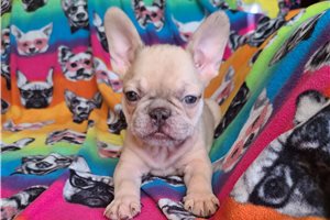 Jamison - French Bulldog for sale