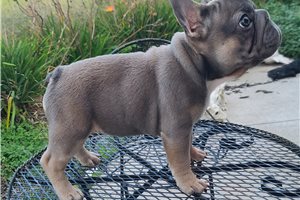 Betty - French Bulldog for sale