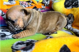 Bianca - puppy for sale