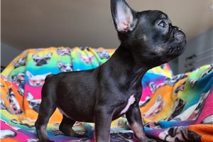 Jersey - French Bulldog for sale