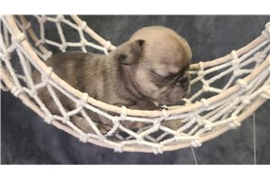 Jojo - French Bulldog for sale