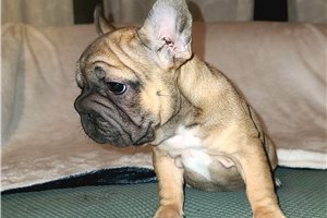 Bianca - French Bulldog for sale