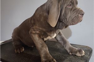April - Neapolitan Mastiff for sale