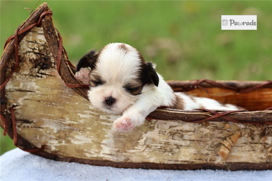 Truman - Shih Tzu for sale