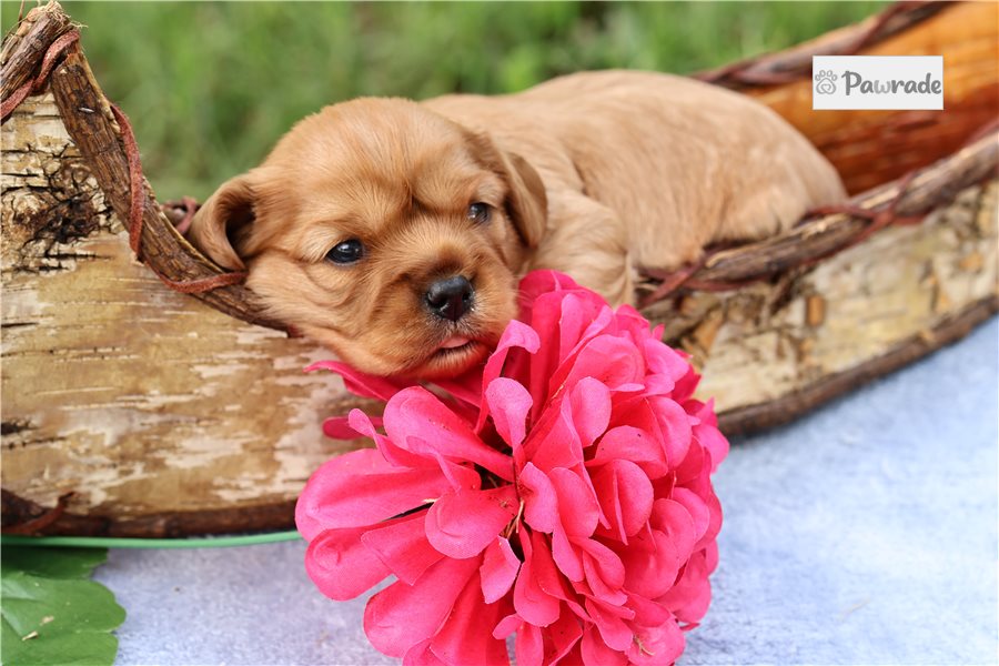Valka, female Cavalier King Charles Spaniel puppy for sale