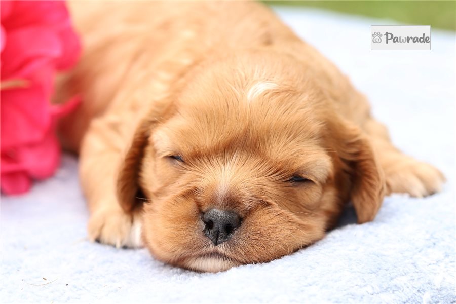 Victoria - Cavalier King Charles Spaniel for sale