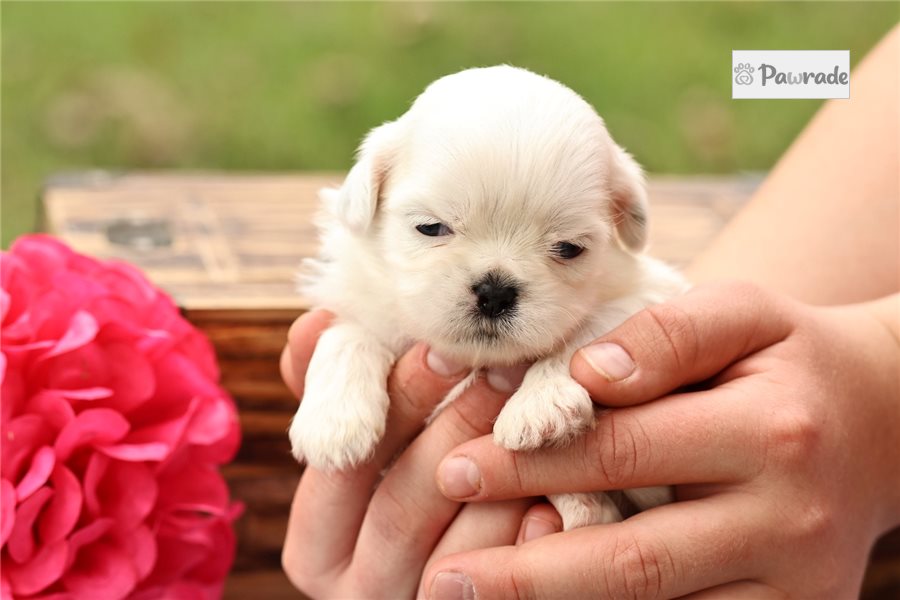 Tuesday - Shih Tzu for sale
