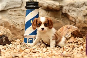 Elliott - Cavalier King Charles Spaniel for sale