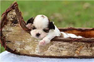 Truman - puppy for sale