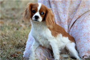 Anita - Cavalier King Charles Spaniel for sale