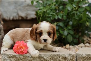 Bessie - puppy for sale