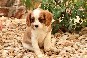 Bessie - Cavalier King Charles Spaniel for sale