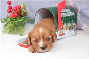 Tinsel - puppy for sale