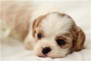 Elise - Cavalier King Charles Spaniel for sale