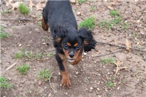 Beau - Cavalier King Charles Spaniel for sale