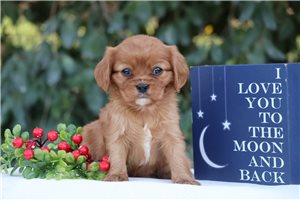 Beta - puppy for sale