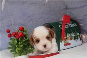 Mistletoe - puppy for sale