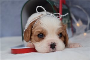Peppermint - puppy for sale