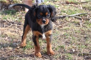 Beau - Cavalier King Charles Spaniel for sale