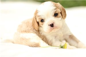 Esmeralda - puppy for sale