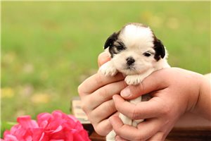 Trisha, a Cavalier King Charles Spaniel puppy