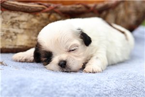Turbo - puppy for sale