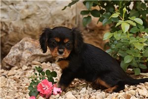 Love - Cavalier King Charles Spaniel for sale