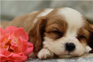 Brinley - Cavalier King Charles Spaniel for sale
