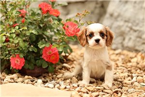 Elise - Cavalier King Charles Spaniel for sale