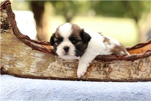 Thunder - Cavalier King Charles Spaniel for sale
