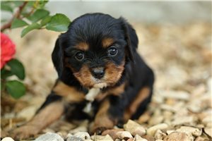 Love - Cavalier King Charles Spaniel for sale