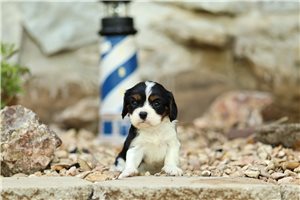 Lester - puppy for sale