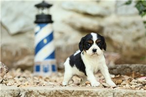Larry - Cavalier King Charles Spaniel for sale