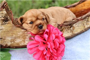 Valka - Cavalier King Charles Spaniel for sale