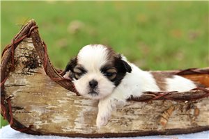 Tucker - Cavalier King Charles Spaniel for sale